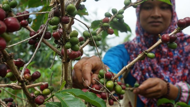 Sumsel Mulai Kembangkan Kopi Arabika Di Kawasan Perhutanan Sosial HaKI