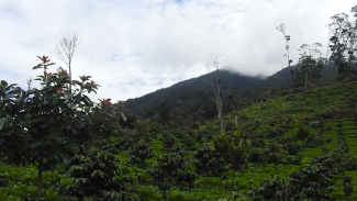 hutan kemasyarakatan kibuk _ perhutanan sosial _ Sumatera Selatan _ agrowisata