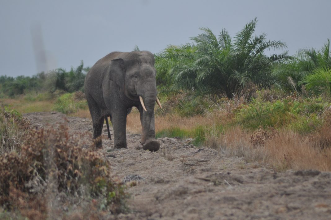 gajah sumatera lalan sembilang dok haki prasetyo