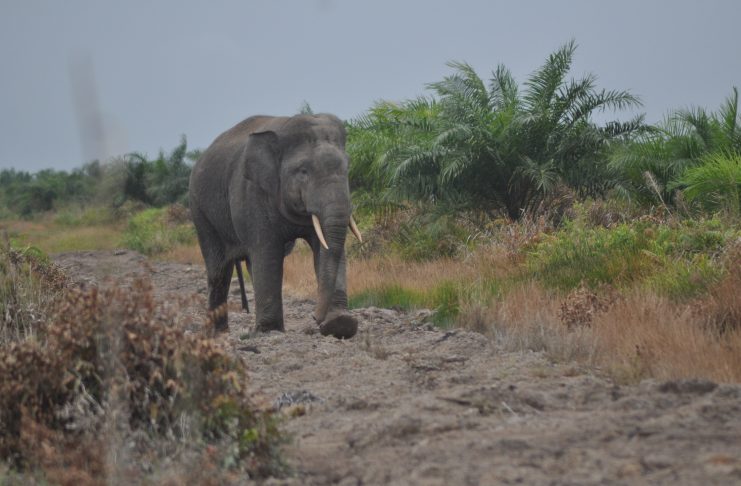 gajah sumatera lalan sembilang dok haki prasetyo