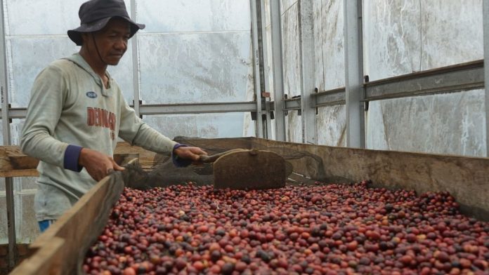 Seorang petani sedang menjemur kopi di rumah jemur kopi di demplot Lembaga Pengelola Hutan, Desa Cahaya Alam, bekerja sama dengan Hutan Kita Institute di Kecamatan Semende Darat Ulu, Kabupaten Muara Enim, Sumatera Selatan, Selasa (19/7/2022). KOMPAS/RHAMA PURNA JATI