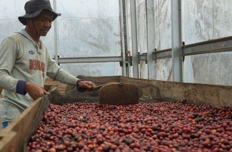 Seorang petani sedang menjemur kopi di rumah jemur kopi di demplot Lembaga Pengelola Hutan, Desa Cahaya Alam, bekerja sama dengan Hutan Kita Institute di Kecamatan Semende Darat Ulu, Kabupaten Muara Enim, Sumatera Selatan, Selasa (19/7/2022). KOMPAS/RHAMA PURNA JATI