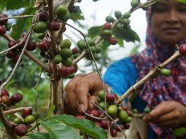 petani kopi perhutanan sosial sumsel