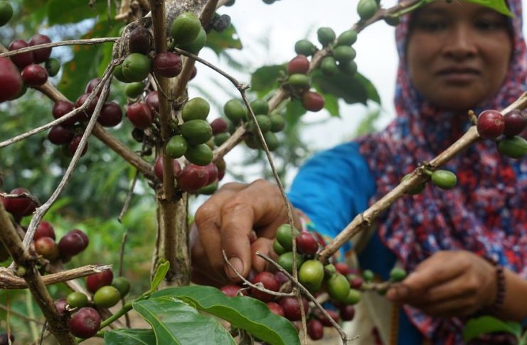 petani kopi perhutanan sosial sumsel