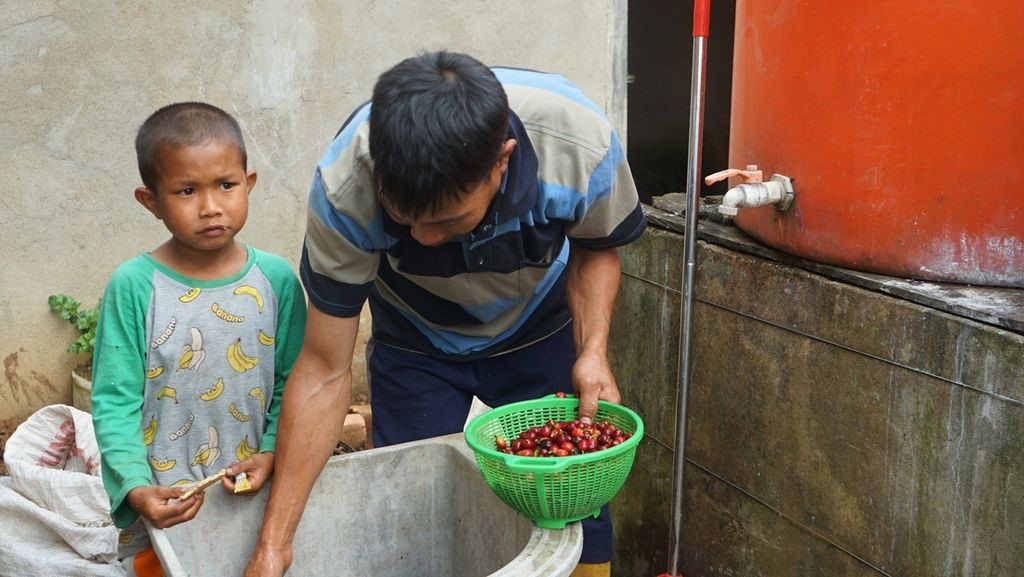 Seorang petani sedang menjemur kopi di rumah jemur kopi di demplot Lembaga Pengelola Hutan, Desa Cahaya Alam, bekerja sama dengan Hutan Kita Institute di Kecamatan Semende Darat Ulu, Kabupaten Muara Enim, Sumatera Selatan, Selasa (19/7/2022). KOMPAS/RHAMA PURNA JATI