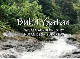 hutan desa sukorejo gatan 2