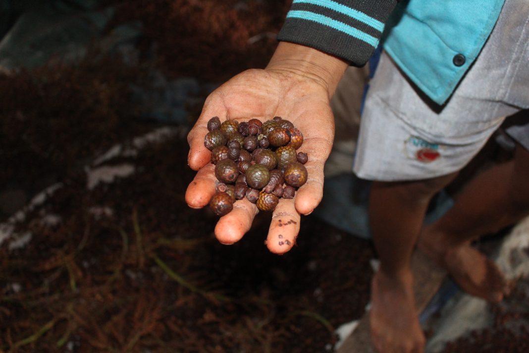 perhutanan sosial jernang di hutan desa semende muara enim sumatera selatan