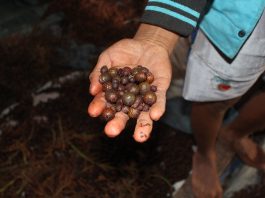 perhutanan sosial jernang di hutan desa semende muara enim sumatera selatan