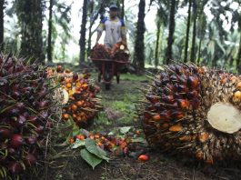 sawit dalam kawasan hutan dan perhutanan sosial sulusinya