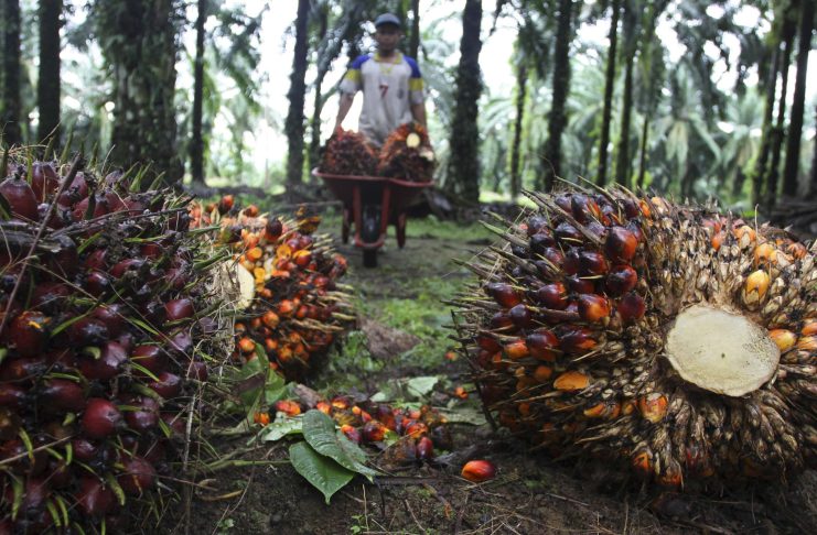 sawit dalam kawasan hutan dan perhutanan sosial sulusinya