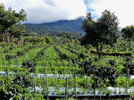 pelatihan kopi perhutanan sosial haki pagar alam sumatera selatan 231