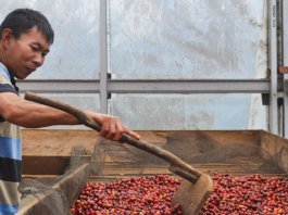 Jamran petani kopi Perhutanan Sosial hutan desa cahaya alam semende muara enim sumatera selatan