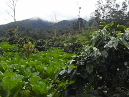 agroforestri dalam Perhutanan Sosial di HKM Kibuk