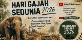 Refleksi Hari Gajah Sedunia 2026 di TWA Lembah Serelo