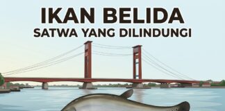 FAKTA KEBERADAAN IKAN BELIDA DI SUNGAI MUSI PALEMBANG ikan belida di sungai musi